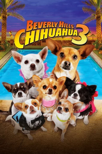 chihuahua-de-beverly-hills-3