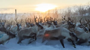 "Roubo" da Netflix é inspirado em Eventos Reais da Comunidade Sámi